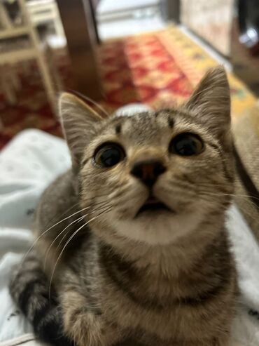 стрижка кошек с выездом на дом: Котята-дружочки — домашние короткошёрстные, возраст на фото