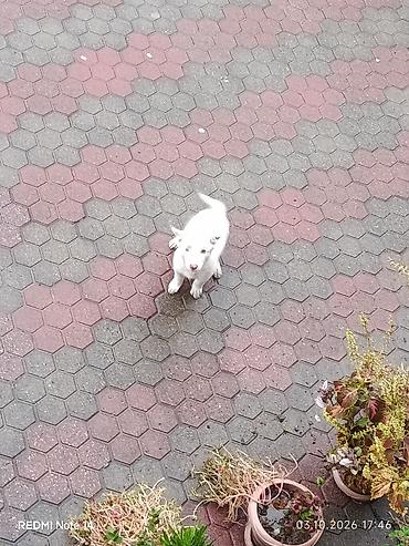 it ucun dermanlar: 2 ay, Erkək, Cütləşmə üçün, Ünvandan götürmə — 2