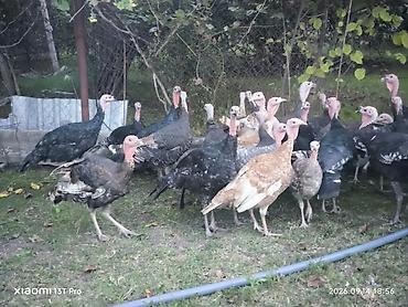 korella quşu acıq sarı 45 azn: Hinduşka. 29 ədəd. içində 5 dənəsi sarı sort, 2 dənəsi kül rəngi — 3