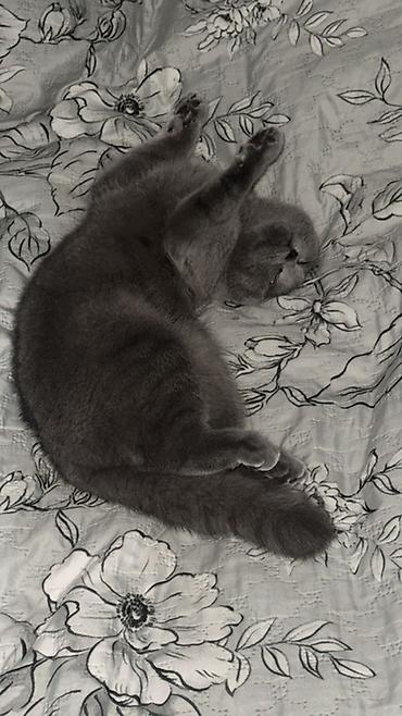 Кошки: Шотландская вислоухая — 3