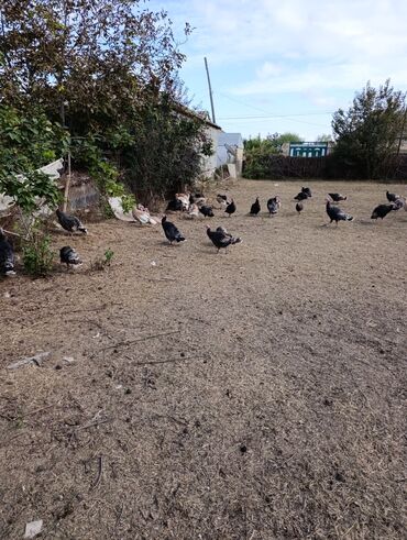 Hinduşka: Məhsul: Hind quşları və çolpalar. Fərə hindquşu kq-22azn, Xoruz — 7