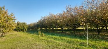 Ağaclar: Goranboy rayonu, Hazırəhmədli kəndində yerləşən 2 hektar meyvə bağı — 11