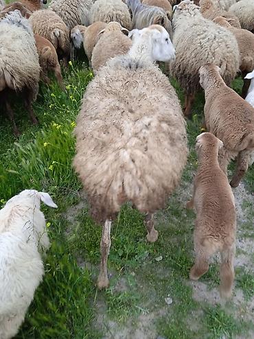 Qoyunlar, qoçlar: Dişi, il: 1, Damazlıq, Ünvandan götürmə — 20