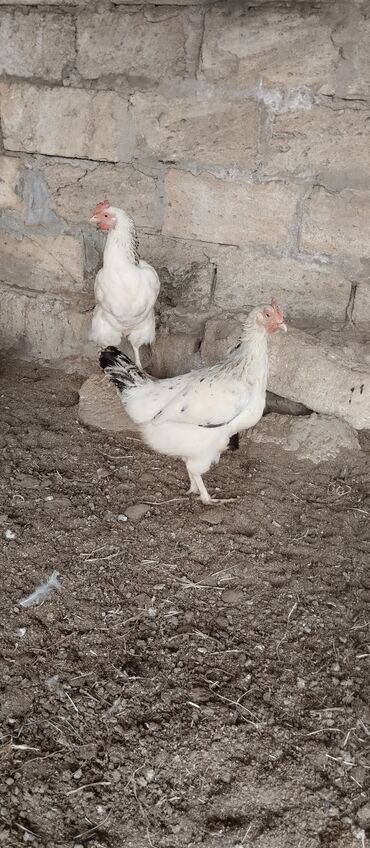 Digər kənd təsərrüfatı heyvanları: Toyuq, Yumurtalıq, Ünvandan götürmə