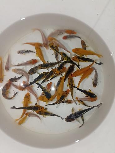 balığ yemi: Koi, Sülhsevər, Ödənişli çatdırılma — 5
