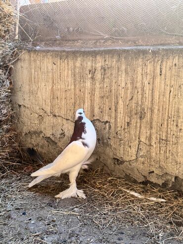 Göyərçinlər: Məhsul: Qanadlı ev heyvanı – saqqallı, lələkləri ayaqlı bəzəkli — 4