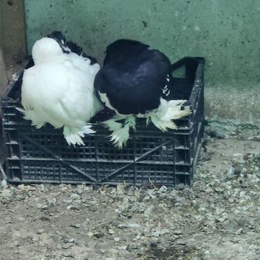 Toyuqlar: Toyuq, Damazlıq — 3