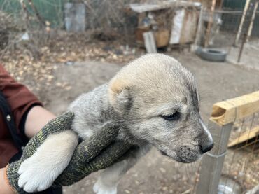 Продажа собак: Алабай, 2 месяца, Самка, С прививкой, С родословной — 6