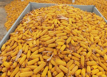 лошадь купить цена: Кукуруза 🌽 сорт "маями" 5-6 тонн с доставкой