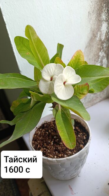 уход за садом: Комнатные растения: 1) Тайский эуфорбия (корона Иисуса) в