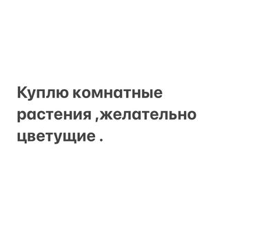 перец болгарский замороженный купить: Куплю комнатные растенияжелательно цветущие