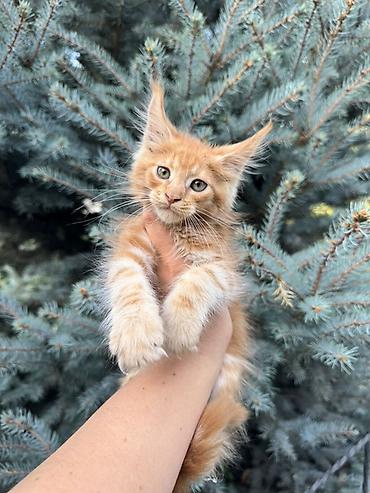 котенок мейн кун: Породистый котёнок Мейн-кун, окрас рыжий (red classic tabby). На фото — 1