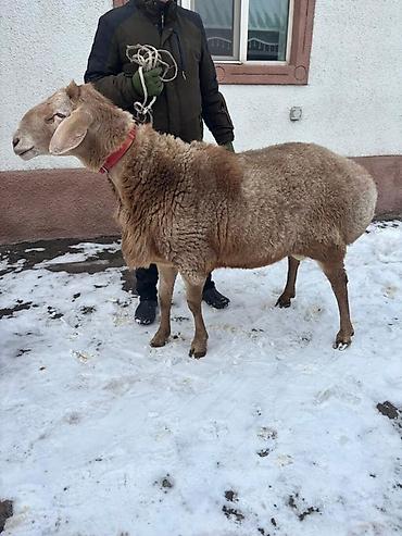 Баран, овца: Продаю | Баран (самец) | Для разведения | Племенные — 1
