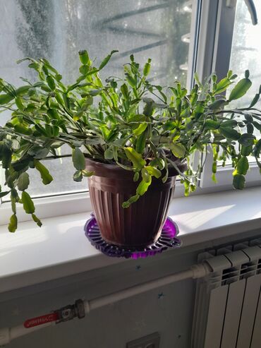 туя продажа: Домашнее растение — зигокактус (декабрист, Schlumbergera) в горшке