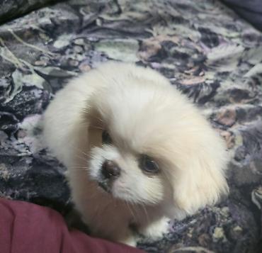 İtlər: Pekines, 2 ay, Dişi — 15