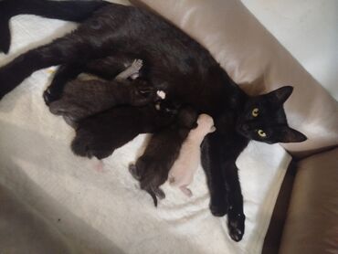 черные котята: Кошка даром: Беспородная, Девочка, Приучена к лотку