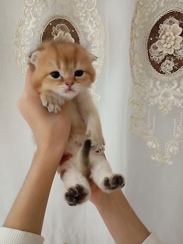 Pişiklər: Şotland, Erkək, Dişi, Yaxşı əllərə, Ünvandan götürmə, Pulsuz çatdırılma, Ödənişli çatdırılma — 20