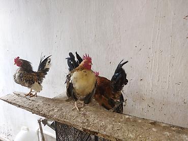 Toyuqlar: Toyuq, Damazlıq — 10