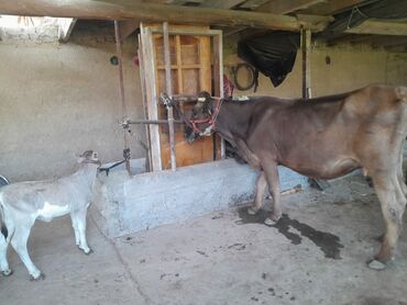 где можно купить телят симментальской породы: Сатам | Уй (ургаачы), Кунаажын | Швиц | Сүт алуу үчүн, Көбөйтүү үчүн | Жасалма уруктандырылган