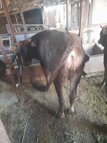 продаю музоо торпок корова самка бык самец айрширская ангус алатауская на забой для разведения на откорм племенные нетель привязанные: Продаю | Тёлка | На забой | Нетель