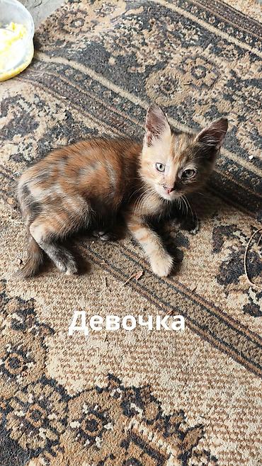 Животные: Отдаю в добрые руки котят потомственных охотников-крысоловов один — 5