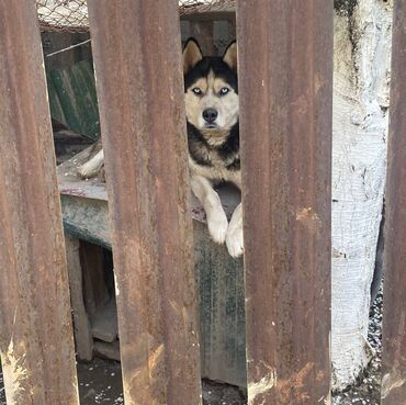 Собаки: Продаётся сибирский хаски черно-белого окраса. Собака кабель, обучена