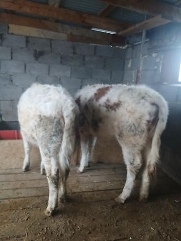 Коровы, быки: Продаю | Тёлка | Полукровка | На откорм | Привязанные — 6