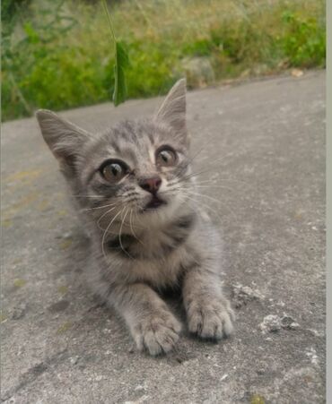 Продажа кошек: По просьбе ⬇️⬇️⬇️ Помогите пожалуйста найти дом.🙏🏻 Котик живёт на