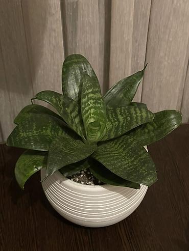 большой фикус: Сансевиерия ханни Sansevieria trifasciata 'Hahnii' (разновидность с — 2