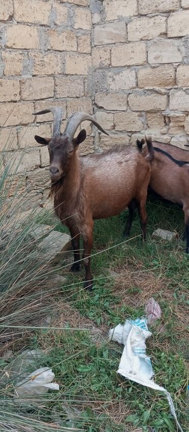 ineyin qiymeti: Alpin təkə satılır qiyməti son qiymət 650 azn