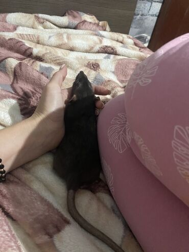 собака долматинец: Домашняя декоративная крыса (дамбо/стандарт) около 6 месяцев (в