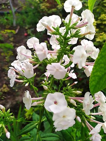 Другие садовые цветы и кустарники: Продаю уличные цветы многолетние оптом и в розницу. Дельфиниумы — 3