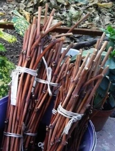 клубника пленка: Черенки винограда (сортовой набор) - Подготовленные связки