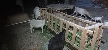 akvarium satisi: Satlıq damazlıq keçilər və balaları Təsvir: - Təsərrüfatda bəslənən — 1
