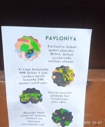 bugda toxumu: Pavloniya toxumu satisda