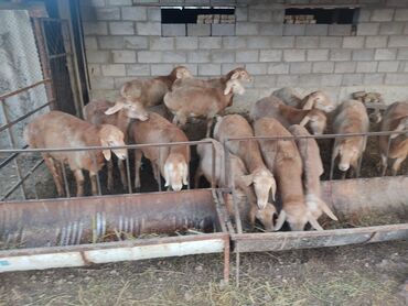 Бараны, овцы: Продаю | Баран (самец) | Арашан | Для разведения | Племенные — 2