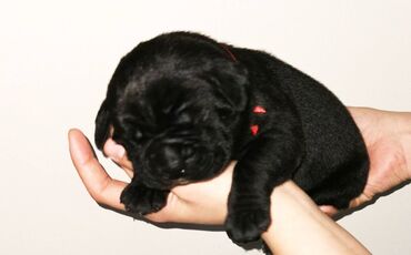 Psi: Ako tražite vernog člana porodice, obratite se nama i postanite — 8