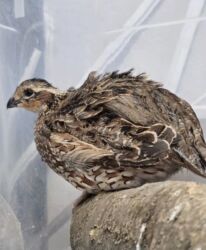 купить домашних курей: Продам виргинских куропаток! Общее количество 10 штук! Возраст 1,5