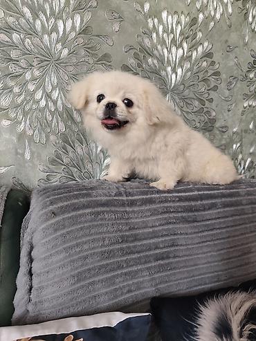 it pekines: Pekines, 3 ay, Erkək, Ödənişli çatdırılma — 2