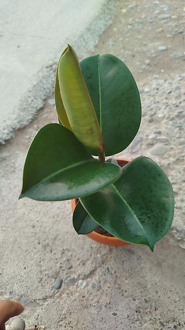 Герани и пеларгонии: Сортовой герандар сатылат. Баасы келишим турдо 300 сомдон жогору. - — 24