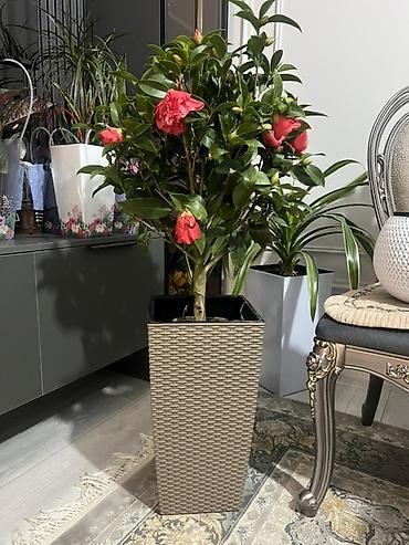 Аглаонемы: Корица дерево в идельном виде Комнатные растения в декоративных кашпо — 74