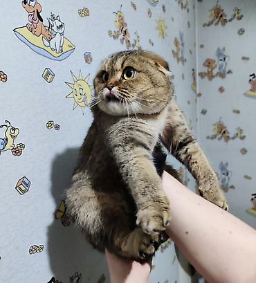 шотландка кошка: Скотиш Фолд (Шотландская вислоухая), 2 года, Девочка, Золотая шиншилла, Приучена к лотку, Проглистована — 3
