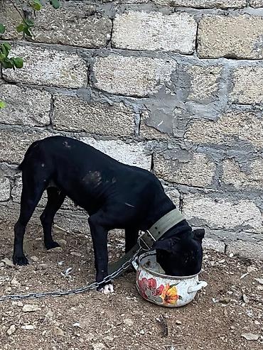 it tasma: Pitbul, 11 ay, Dişi, Peyvəndli — 2