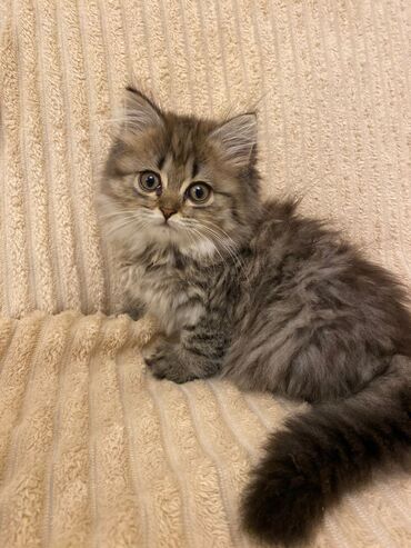 шотландская вислоухая кошка цена: Şinşilla, Erkək