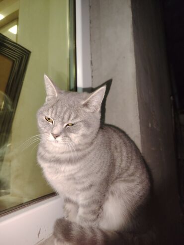 вислоухий шотландец котенок: British Shorthair satilir