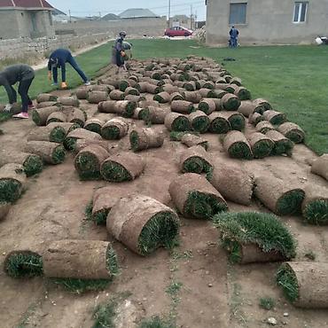 heyet qapilari: Pejaj və landşaft xidmətləri - Həyətyanı sahələrin tam — 3