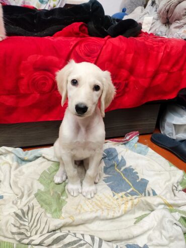 собака породы чихуахуа: 🐾 Отдам щенка в добрые руки! 🐾 Нашли маленькую девочку (примерно