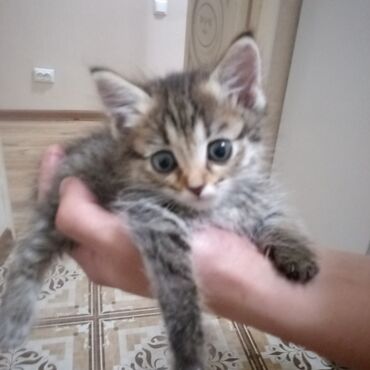 возьму кота в хорошие руки: Пропал котенок, девочка!! По имени Ханна, где то возле ленинского