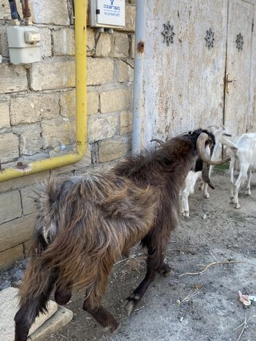 Keçi, çəpiş: Hələbdi safqan əsl saxlanmalı heyvandı, cavandı çox iri heyvandı başqa — 4