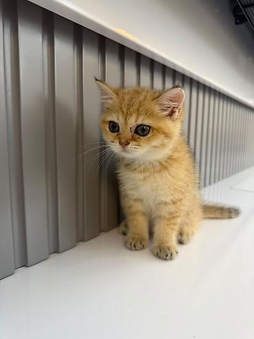 Şinşilla, Erkək, Dişi, Yaxşı əllərə, Ünvandan götürmə, Ödənişli çatdırılma